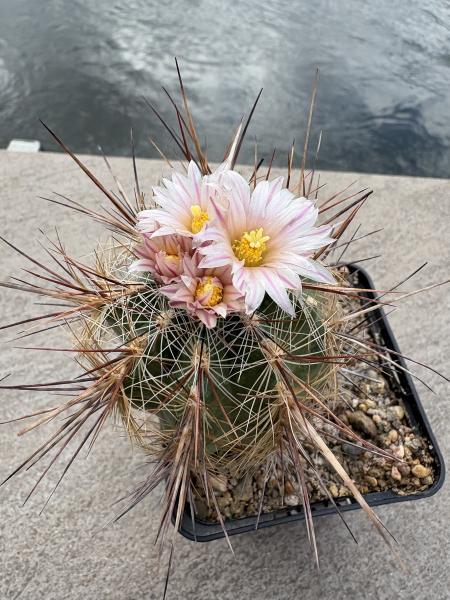 Thelocactus lausseri